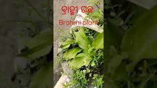 brahmi plant@ବ୍ରାହ୍ମୀ ଗଛ 🙏🏾🙏🏾