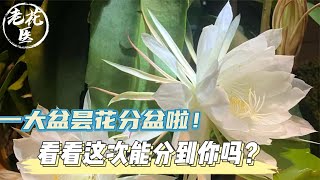 这么多昙花该如何是好？一大盆昙花分盆啦！看看这次能分到你吗？