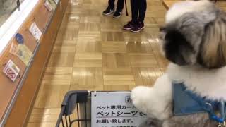 プログレソ看板犬シーズー☆ルビー『遊びたいわん！』20180118