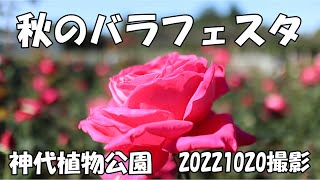 Autumn Roses Festa in the Jindai Botanical Gardens of Tokyo,\u0026 nice music20221020 神代植物公園 秋のバラフェスタ感動的曲