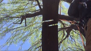 Snap Cut@ArboristAdvice