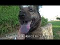 ryukyu dog vlog this video introduces the characteristics of the ryukyu dog