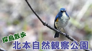 【探鳥散歩】北本自然観察公園で出会った野鳥さんたち