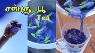 சங்கு பூ tea | Butterfly pea flower tea | sangu poo tea recipe in tamil | sangu poo tea recipe