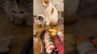 お寿司がもらえなくて激怒する猫【おしゃべりする猫】 #Shorts 【猫アテレコ】