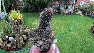 EUPHORBIA STELLISPINA WITH START SHAPE THORNS