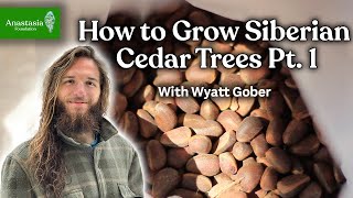 How to Grow Siberian Cedar Trees ~ Pt.1