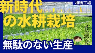 太陽光利用型 未来型植物工場でサラダほうれん草作り【新規就農者】農薬無散布の水耕栽培ができる！