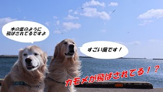 強風で飛ばされるカモメ⁉️