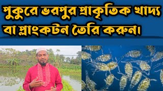 পুকুরে ভরপুর প্রাকৃতিক খাদ্য বা প্লাংকটন তৈরির সহজ উপায় | রূপালী মৎস্য হ্যাচারী