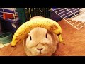 Funny Bunny Videos 2023 [Funny Pets]