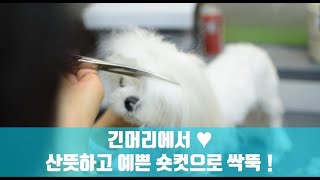 말티즈(Maltese) 태어났을때부터 길러왔던 털을 오늘 밀어요.