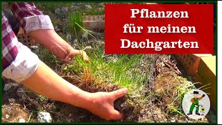 Bepflanzung für den Dachgarten