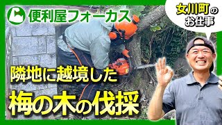 【伐採】隣地に越境した梅の木の伐採に行ってきました｜女川町のお仕事【便利屋フォーカス】