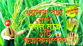 ধানের খোলপোড়া/ব্লাষ্ট রোগ পরিচিতি ও দমন ব্যবস্থাপনা | খোলপোড়া রোগ।