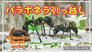 【アリ飼育】#139 パラポネラの引っ越し　Paraponera clavata moving