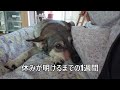 飼い主の布団で寝てる犬