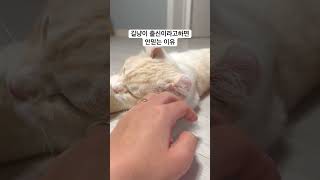 이렇게 이쁜애를 도대체 누가 버렸을까 #아메리칸컬