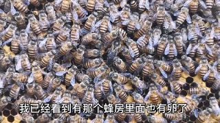 养蜂技术   新培育的蜂王成功率100%，分享我的成功经验。