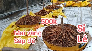 Mai vàng sắp đế. Vườn mai Thầy Kính ĐT 0767.233.171. Ngày 26/2/2025