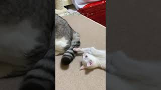 兄猫をおもちゃだと思っている子猫