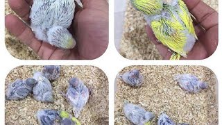 عايز عصافيرك تبيض كتير وتنتج فروخ جميله اعمل كده 💥💥😱😱 budgie#