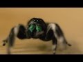 Spider hunts fly - Spider House - BBC Four