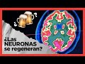 🧠 ¿Las NEURONAS se regeneran y el ALCOHOL las mata? 🍻☠️ | ESDEF