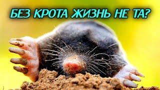 Кроты приносят пользу земле? Тайна кротовой норы