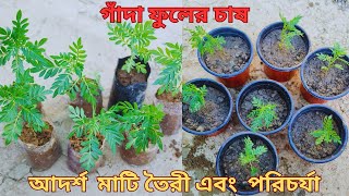 টবে ইনকা গাঁদা ফুল চাষের পরিচর্যা | How to grow Inca marigold plant in pot . ইনকা গাঁদা ফুল |