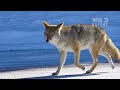 wild yosemite the battle for survival amidst majestic nature animal documentary