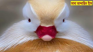 সাদা ম্যান্ডারিন হাঁস | White Mandarin Duck