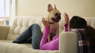 Banfield Pet Hospital - Pet Health Tracker Mobile App