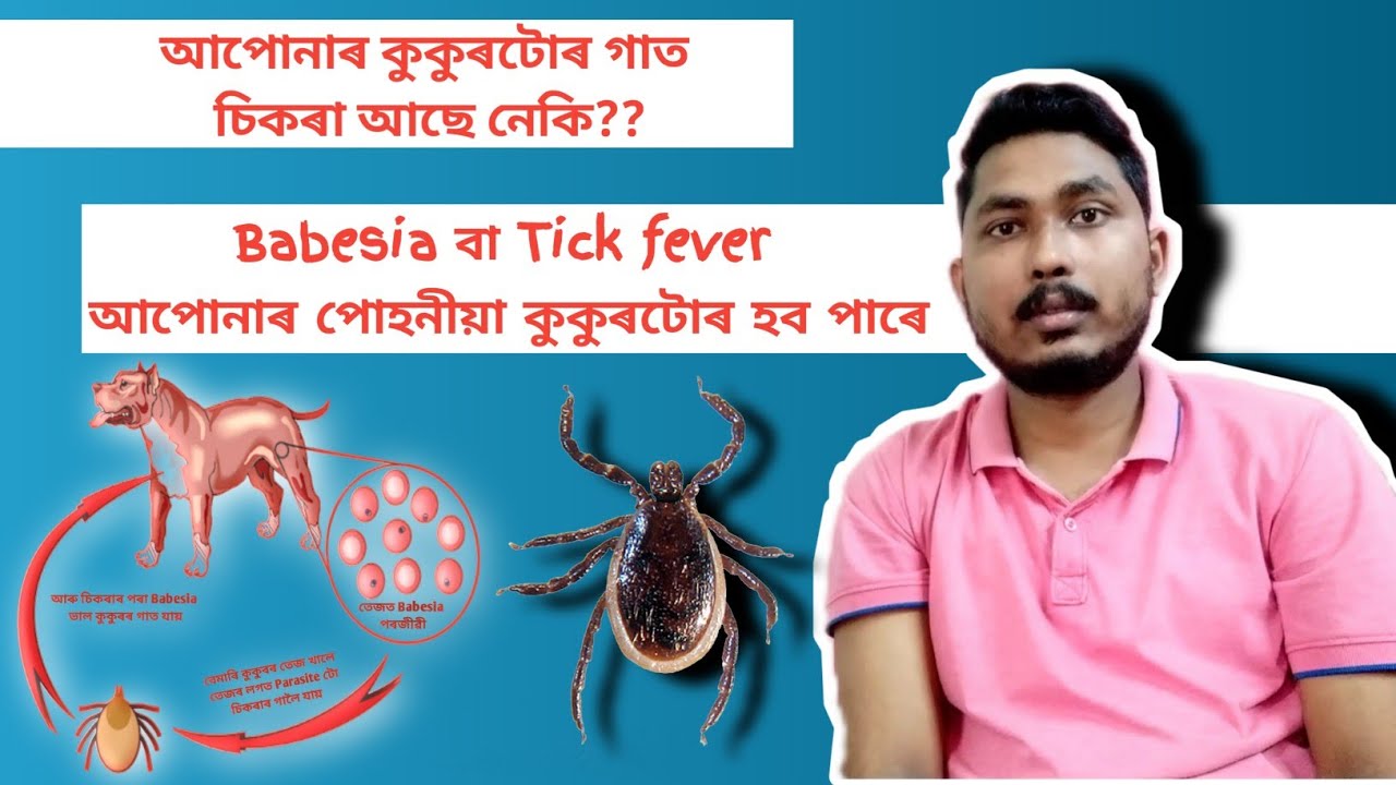 Babesia হলে কি কৰিব?? আপোনাৰ কুকুৰটোৰ Babesia হলে কি কি Symptoms দেখা ...