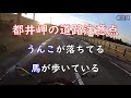 【都井岬】野生の馬が目の前を歩く場所はココだけ！【四国 九州ツーリング 3】