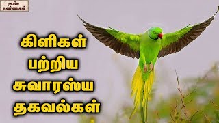 கிளிகள் பற்றிய சுவாரஸ்ய தகவல்கள் || ரகசிய உண்மைகள்