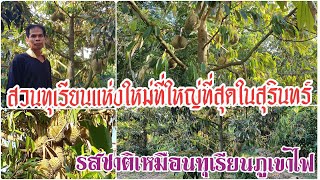 สวนทุเรียนแห่งใหม่ รสชาติไม่แพ้ทุเรียนภูเขาไฟ ที่ใหญ่ที่สุดในสุรินทร์ และคนไม่ค่อยรู้จัก