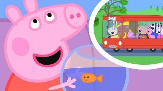 Peppa Pig Songs | The Wheels on the Bus | 1 Hour Song Compilation! Peppa Pig Songs | The Wheels on the Bus | 1 Hour Song Compilation!