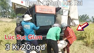 Bức Xúc Lúa Trúng Máy Chạy Không Nổi Còn Bị Chủ Ruộng Ăn Dang Công l Dũng Miền Tây TV