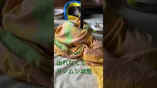 #脱出 #1人遊び #ほご猫 #ほごねこ #ねこ #ねこ動画 #ねこさん #こねこ #cat