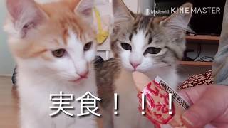 いなばの焼きささみをあげてみた！(仔猫)