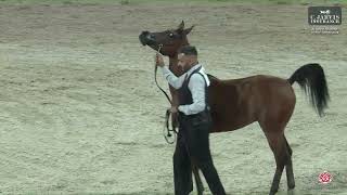 N 104 KHATAFH AL BUSTAN   Al Maha Arabian Horse Show 2024   Yearling Fillies Class 3B