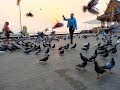 Wilderness Action In Town: feeding pigeons in front of the Royal Palace, Phnom Penh, Cambodia