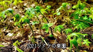 [シドケ・ボンナ・ウド・タラの芽] 2021シドケの楽園　〜2021山菜採り vol.6〜