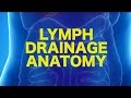 Lymph Anatomy & Drainage || USMLE