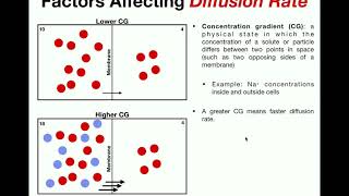 Factors that Affect Diffusion Rate