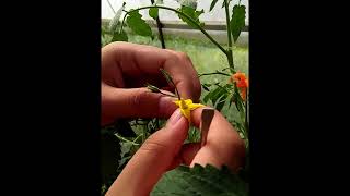 Hand Emasculation and Pollination of Tomato