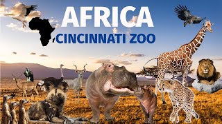 Uncaged Zoo Tours: Africa at the Cincinnati Zoo #uncagedzootours