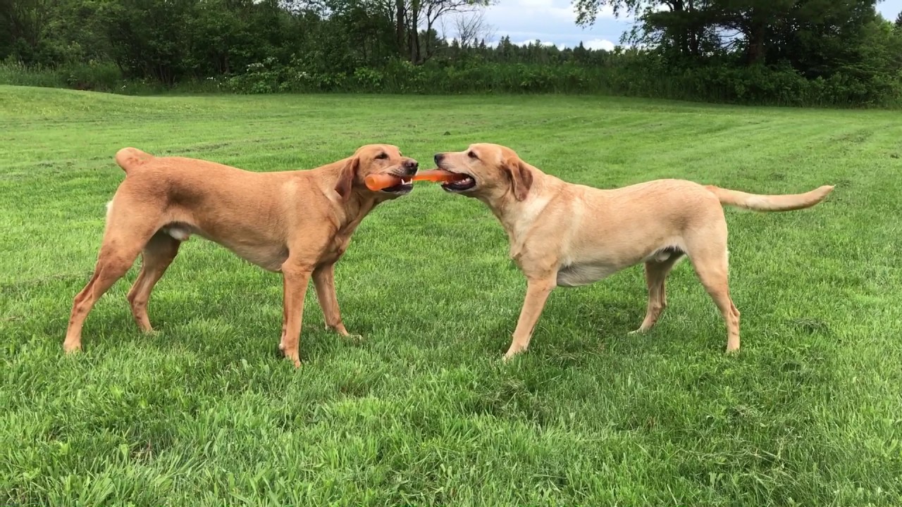 Dogs Play Tug Of War Youtube