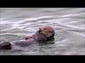 otter eats three crabs